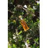 Huile d’Argan Alimentaire Pure – Trésor du Maroc 100ml